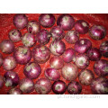 Tamanhos 3.0-5.0cm Fresh Red Onion